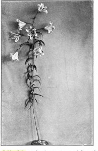The Golden Lily, produced at a séance, 28 June 1890. Was kept a week, during which time six photographs were taken, after which it dissolved and disappeared 
