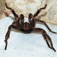 A Brazilian tarantula in attack posture.