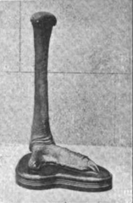 Ostrich Leg as a Door-Stop