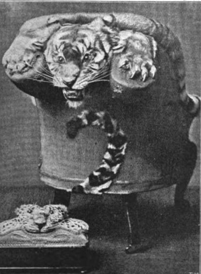 Man-Eating Tiger, Mounted on an Arm-chair
