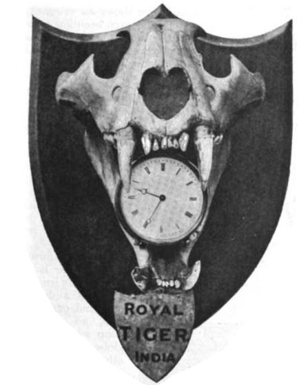 Record Tiger Skull, Holding Clock, in Hall of Country House
